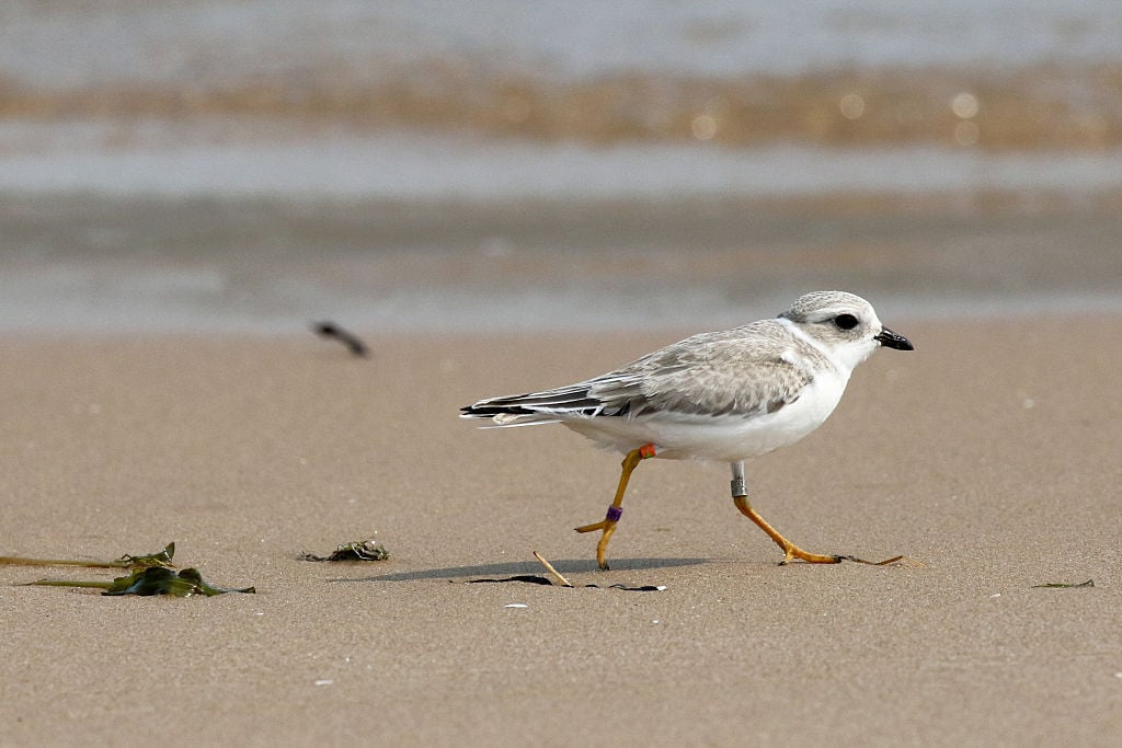 The endangered Great Lakes piping plover